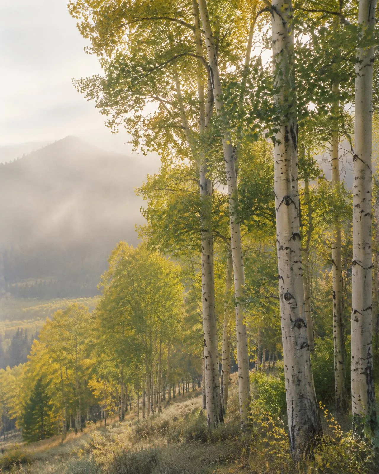 Colorado aspen grove in soft morning light